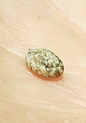 Charopa coma