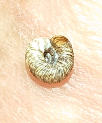 Charopa coma