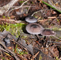 Entoloma transmutans