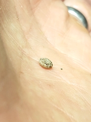 Charopa coma