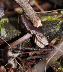 Entoloma transmutans