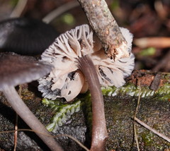 Entoloma transmutans