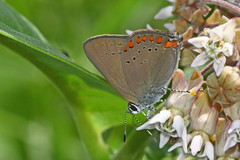 Satyrium titus winteri