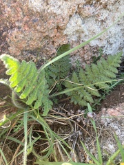 Woodsia montevidensis