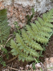 Woodsia montevidensis