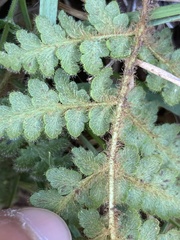Woodsia montevidensis
