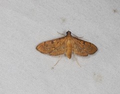 Tatobotys janapalis