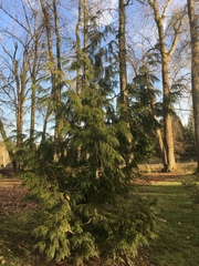 Thuja plicata