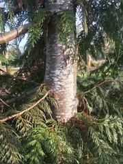 Thuja plicata