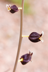 Streptanthus glandulosus glandulosus