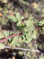 Mimosa australis