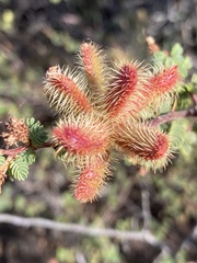 Mimosa australis