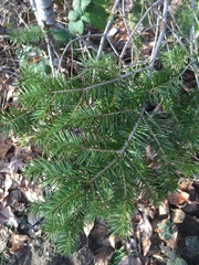 Pseudotsuga menziesii