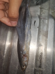 Butterfly Flyingfish photo 3