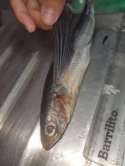 Butterfly Flyingfish photo 4