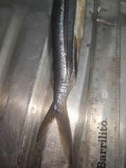 Butterfly Flyingfish photo 2