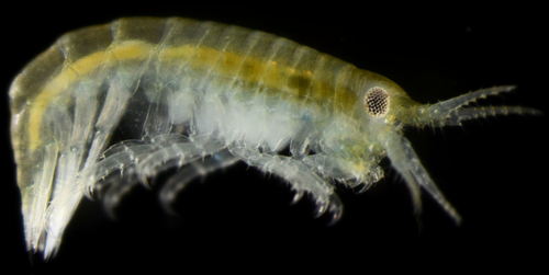 Calliopius pacificus