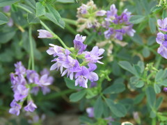 Medicago sativa