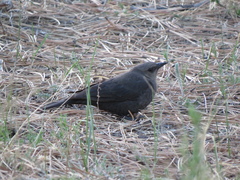 Euphagus