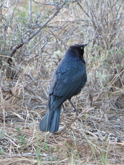 Euphagus