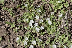 Nemophila spatulata