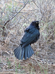 Euphagus