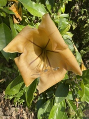 Solandra
