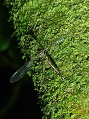Limnophilinae