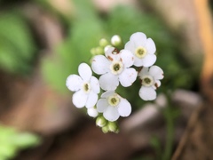 Trigonotis formosana elevatovenosa