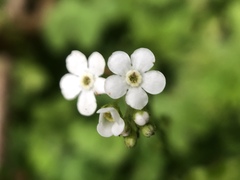 Trigonotis formosana elevatovenosa