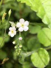 Trigonotis formosana elevatovenosa