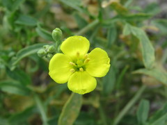 Diplotaxis tenuifolia