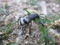 Aegorhinus phaleratus