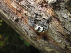 Aegorhinus phaleratus