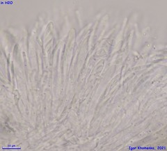 Pyrenopeziza petiolaris