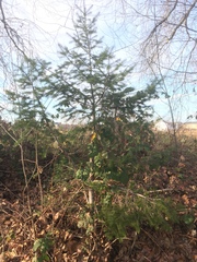 Pseudotsuga menziesii