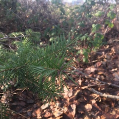 Pseudotsuga menziesii