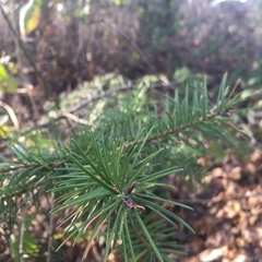 Pseudotsuga menziesii
