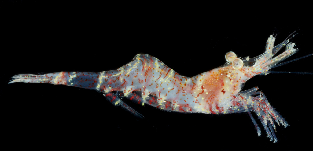 Threespine Coastal Shrimp