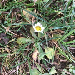 Bellis perennis