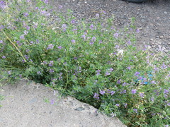 Medicago sativa