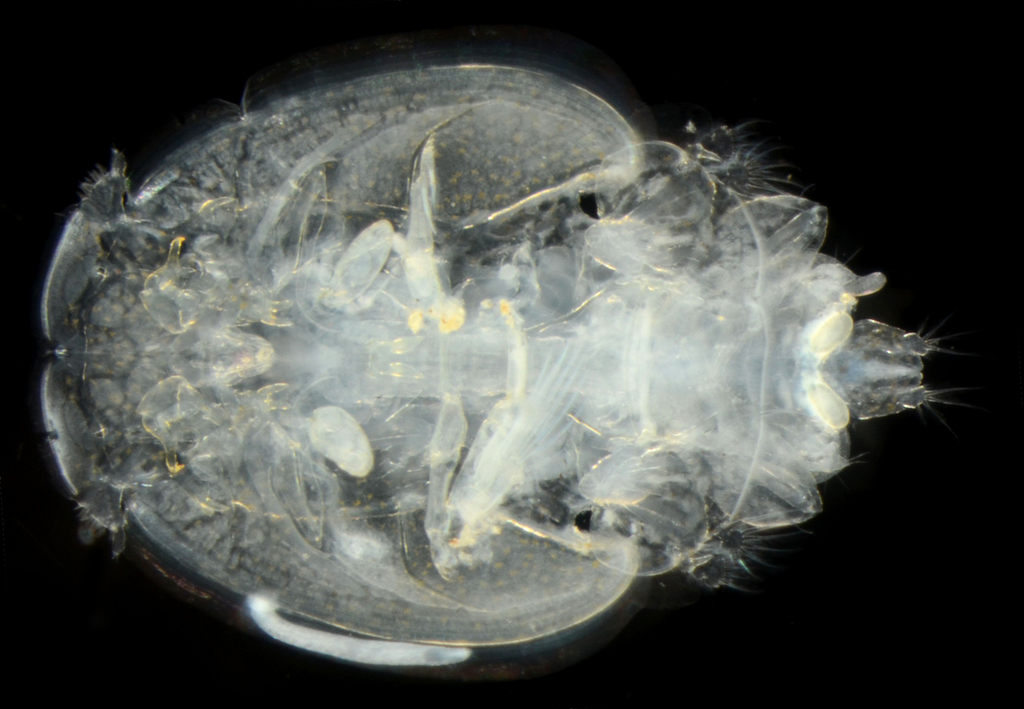 Lepeophtheirus hospitalis