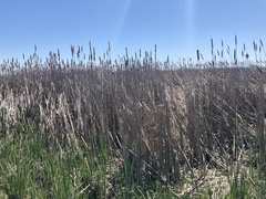 Typha × glauca