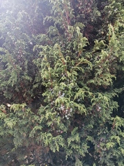 Juniperus monticola monticola