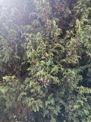 Juniperus monticola monticola