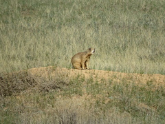 Cynomys parvidens