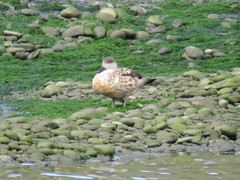 Lophonetta specularioides