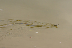 Natrix tessellata