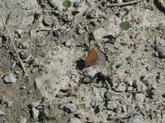 Callophrys augustinus