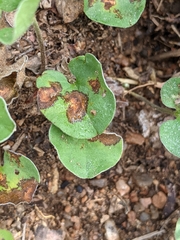 Pleospora dichondrae